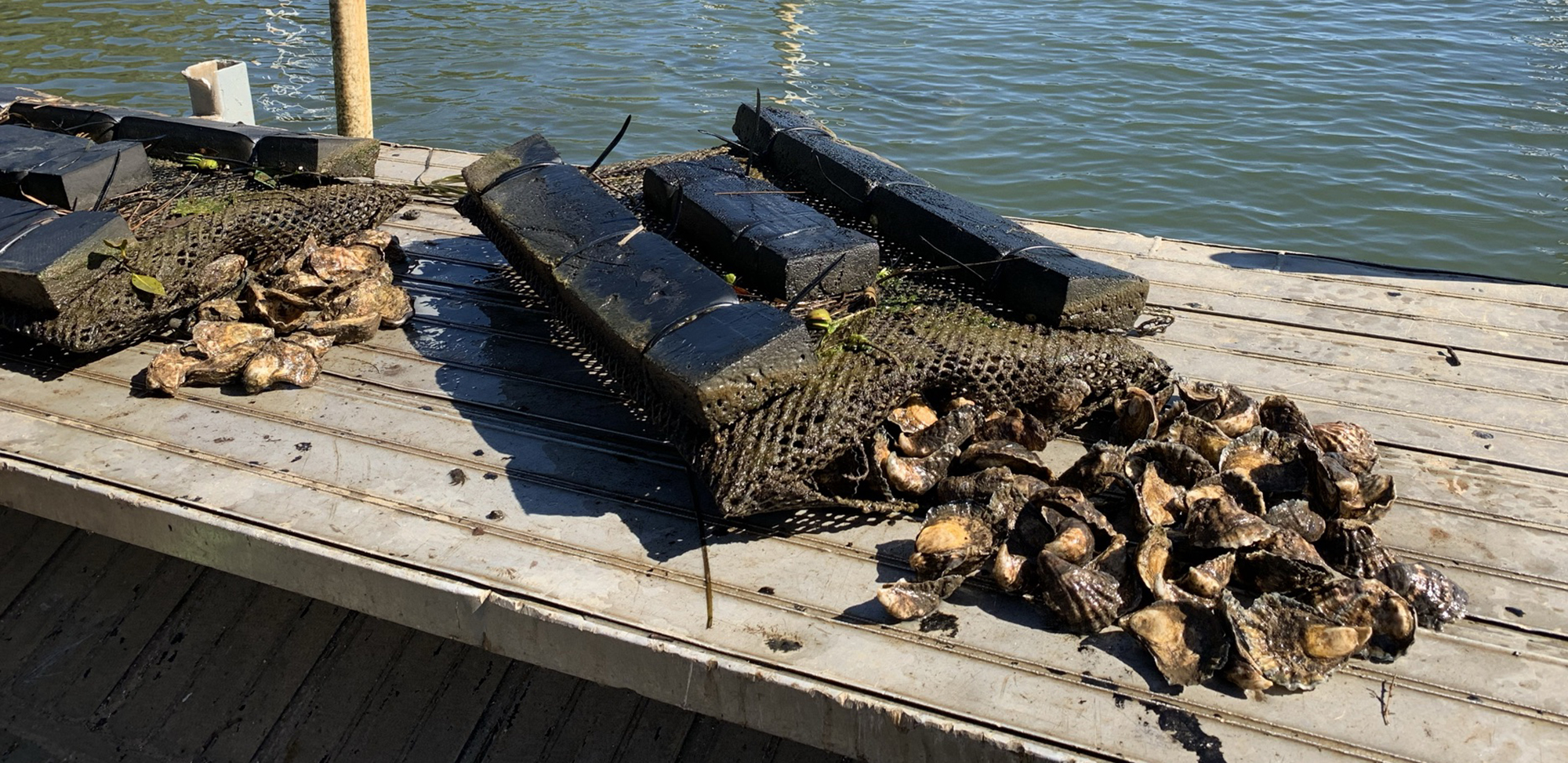 Bugün öğrendim ki: İstiridye kanındaki...