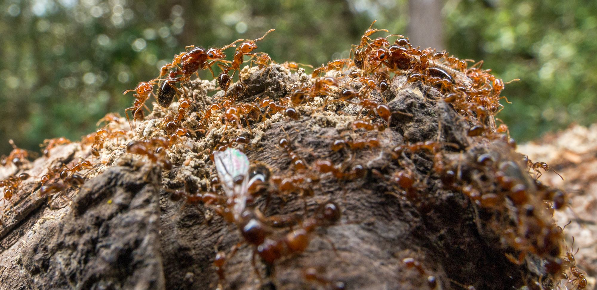 Australia’s current fire ant eradication methods may be helping the invader spread